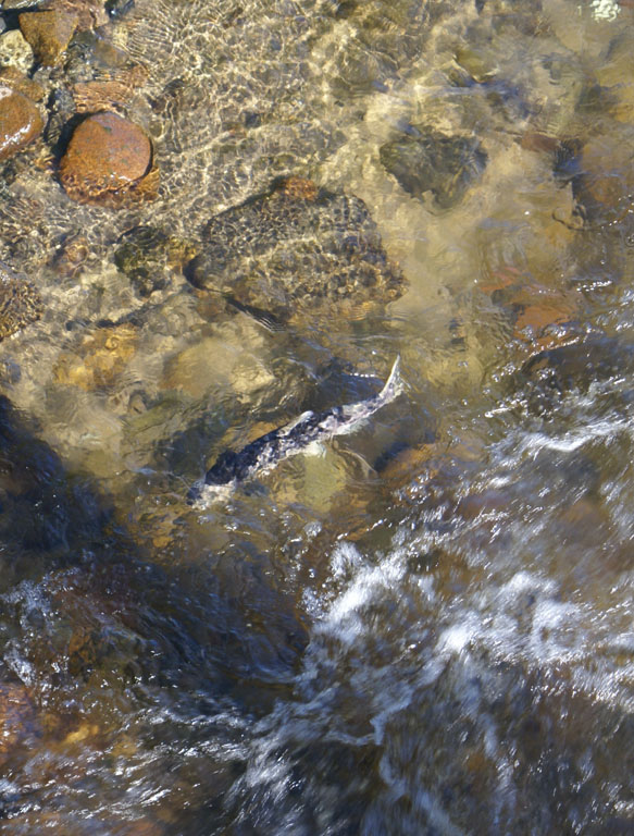 Магадан. Рыба идёт по речке Магаданка